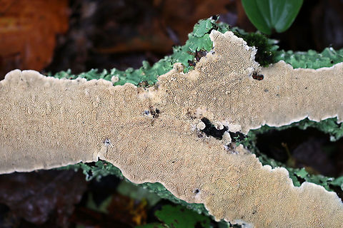 Irpex lacteus Habitat: Growing on what was probably a hardwood branch
https://www.jungledragon.com/image/73536/irpex_lacteus.html Fall,Geotagged,Irpex lacteus,United States