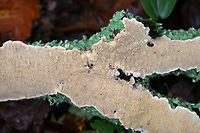 Irpex lacteus Habitat: Growing on what was probably a hardwood branch<br />
https://www.jungledragon.com/image/73536/irpex_lacteus.html Fall,Geotagged,Irpex lacteus,United States