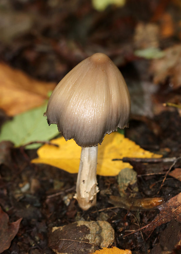 Common Ink Cap - Coprinopsis atramentaria Habitat: Mixed, but mostly deciduous wooded campground<br />
<figure class="photo"><a href="https://www.jungledragon.com/image/73539/common_ink_cap_-_coprinopsis_atramentaria.html" title="Common Ink Cap - Coprinopsis atramentaria"><img src="https://s3.amazonaws.com/media.jungledragon.com/images/3232/73539_thumb.jpg?AWSAccessKeyId=05GMT0V3GWVNE7GGM1R2&Expires=1767225610&Signature=ivropCBDSlJ8gv1OOpdMNIlidhQ%3D" width="100" height="152" alt="Common Ink Cap - Coprinopsis atramentaria Habitat: Mixed, but mostly deciduous wooded campground<br />
https://www.jungledragon.com/image/73538/common_ink_cap_-_coprinopsis_atramentaria.html Common ink cap,Coprinopsis atramentaria,Fall,Geotagged,United States" /></a></figure> Common ink cap,Coprinopsis atramentaria,Fall,Geotagged,United States,coprinopsis,ink cap,mushroom