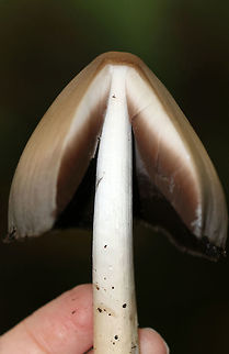 Common Ink Cap - Coprinopsis atramentaria Habitat: Mixed, but mostly deciduous wooded campground
https://www.jungledragon.com/image/73538/common_ink_cap_-_coprinopsis_atramentaria.html Common ink cap,Coprinopsis atramentaria,Fall,Geotagged,United States