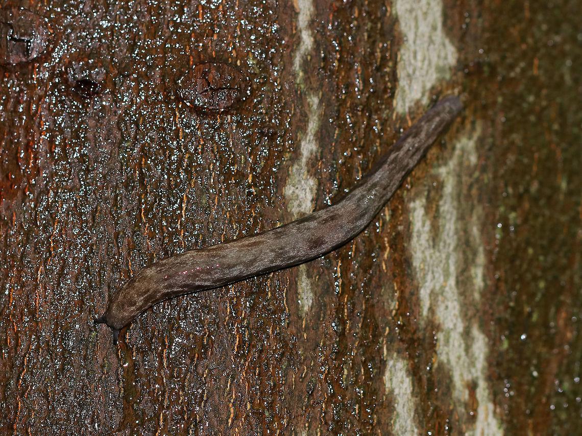 Leopard Slug - Limax maximus I&#039;m not 100% sure of this ID, but don&#039;t know what else this monster slug could be.  It was at least 10 cm long.<br />
<br />
Habitat: slugging around on a tree in a campground Fall,Geotagged,Leopard slug,Limax maximus,United States,limax,slug