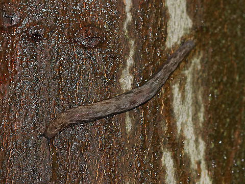 Leopard Slug - Limax maximus I'm not 100% sure of this ID, but don't know what else this monster slug could be. It was at least 10 cm long.
Habitat: slugging around on a tree in a campground Fall,Geotagged,Leopard slug,Limax maximus,United States,limax,slug