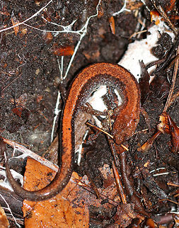 Red-backed Salamander - Plethodon cinereus Habitat: Under a rotting log in a mixed forest Fall,Geotagged,Plethodon cinereus,Red- backed salamander,United States,salamander