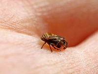 Alder Spittlebug (Froghopper) - Clastoptera obtusa It was only 3-4 mm long!<br />
<br />
Habitat: Mixed wooded campground. I found it on my tent :)<br />
https://www.jungledragon.com/image/73547/alder_spittlebug_froghopper_-_clastoptera_obtusa.html<br />
 Clastoptera,Clastoptera obtusa,Fall,Geotagged,United States,alder spittlebug,froghopper,obtusa