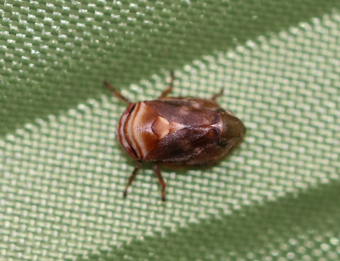 Alder Spittlebug (Froghopper) - Clastoptera obtusa It was only 3-4 mm long!<br />
<br />
Habitat: Mixed wooded campground. I found it on my tent :)<br />
<figure class="photo"><a href="https://www.jungledragon.com/image/73544/alder_spittlebug_froghopper_-_clastoptera_obtusa.html" title="Alder Spittlebug (Froghopper) - Clastoptera obtusa"><img src="https://s3.amazonaws.com/media.jungledragon.com/images/3232/73544_thumb.jpg?AWSAccessKeyId=05GMT0V3GWVNE7GGM1R2&Expires=1759968010&Signature=LAu2gWj48D6%2FiSSsTkr1kgb%2Fh20%3D" width="200" height="152" alt="Alder Spittlebug (Froghopper) - Clastoptera obtusa It was only 3-4 mm long!<br />
<br />
Habitat: Mixed wooded campground. I found it on my tent :)<br />
https://www.jungledragon.com/image/73547/alder_spittlebug_froghopper_-_clastoptera_obtusa.html<br />
 Clastoptera,Clastoptera obtusa,Fall,Geotagged,United States,alder spittlebug,froghopper,obtusa" /></a></figure> Fall,Geotagged,United States