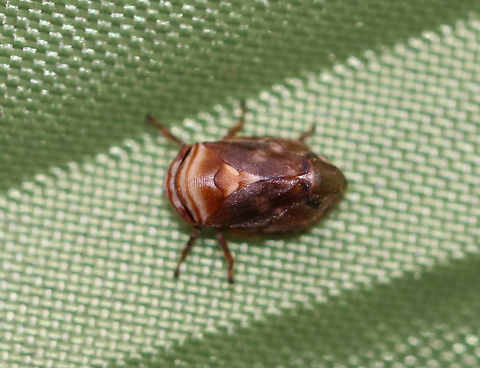 Alder Spittlebug (Froghopper) - Clastoptera obtusa It was only 3-4 mm long!

Habitat: Mixed wooded campground. I found it on my tent :)
https://www.jungledragon.com/image/73544/alder_spittlebug_froghopper_-_clastoptera_obtusa.html Fall,Geotagged,United States