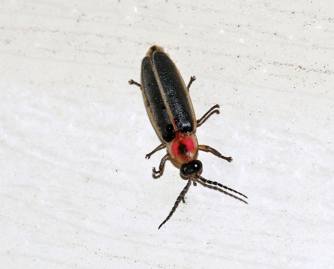 Eastern Firefly - Photinus pyralis Habitat: Attracted to a moth light in a rural area Common eastern firefly,Geotagged,Photinus pyralis,Summer,United States,beetle,firefly