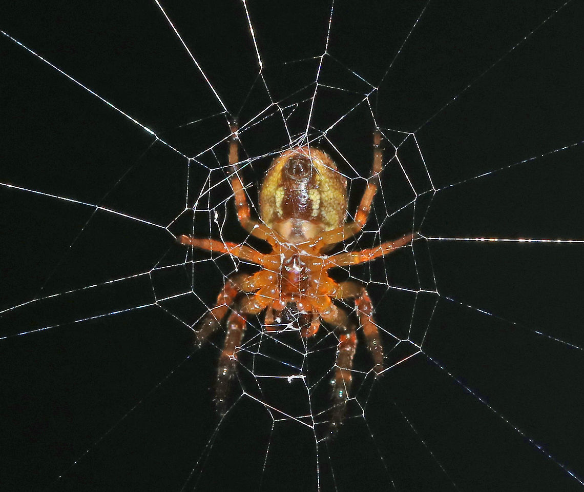 Furrow Orb Spider - Larinioides cornutus Habitat: There were close to a dozen of these living on my deck last summer - right next to my moth light! Furrow orb spider,Geotagged,Larinioides cornutus,Summer,United States,spider