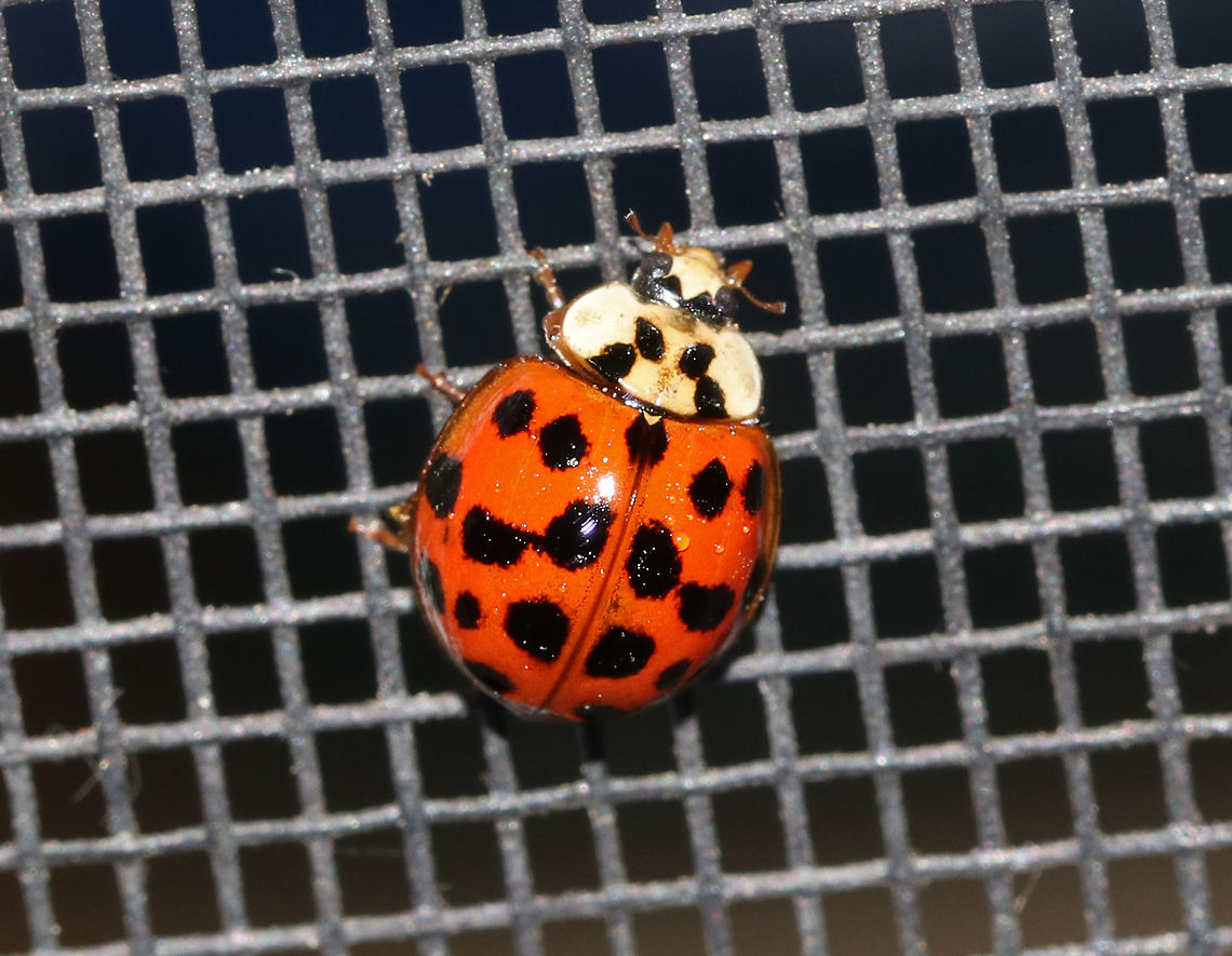 Harlequin Ladybird - Harmonia axyridis Habitat: Attracted to a moth light in a rural area Geotagged,Harlequin Ladybird,Harmonia axyridis,Summer,United States,beetle,ladybird,ladybug,multicolored asian lady beetle