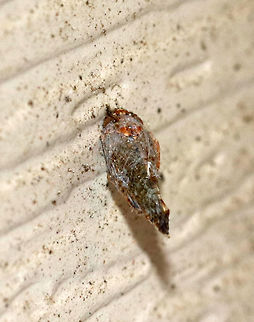 Mosaic leafhopper (Dead) - Orientus ishidae I found this leafhopper wrapped in spider silk and stuck to a wall near my moth light. There was no web or spider in sight. I found several other insects wrapped in silk and stuck to various spots along this wall as well. All were, obviously, dead.
This leafhopper has a variable, mosaic-like pattern and an orange band between its eyes.
 Geotagged,Mosaic leafhopper,Orientus ishidae,Summer,United States,leafhopper