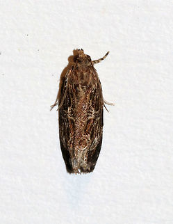 Olethreutes furfuranum Habitat: Attracted to a moth light in a rural area Geotagged,Olethreutes furfuranum,Summer,United States,Woolly-backed Moth,moth