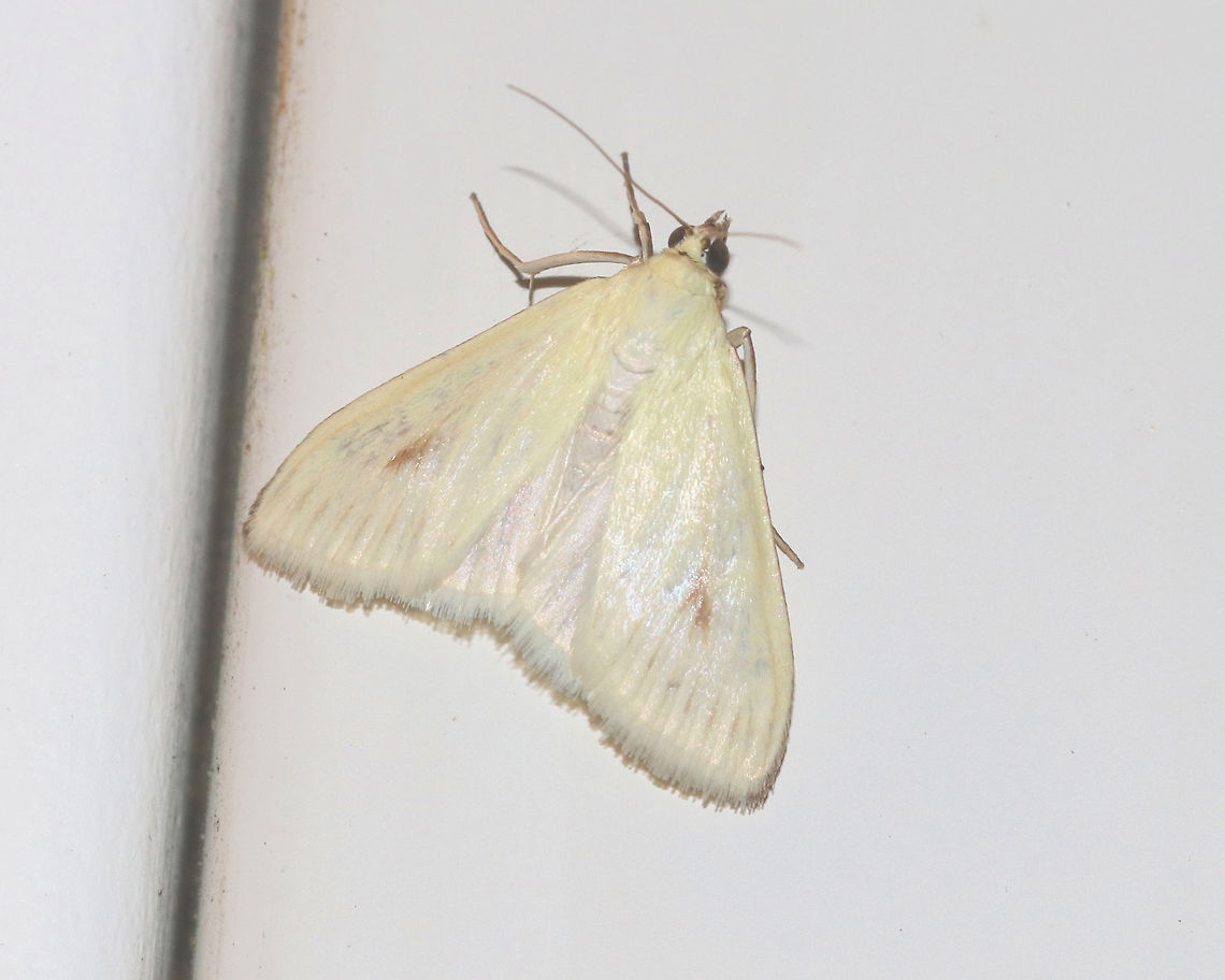 Carrot Seed Moth - Sitochroa palealis Habitat: Attracted to a moth light at night in a rural area Geotagged,Sitochroa,Sitochroa palealis,Summer,United States,carrot seed moth,moth
