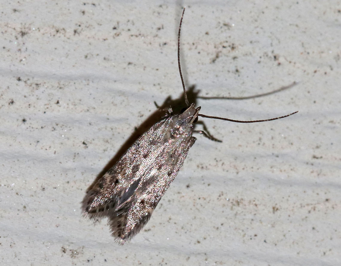 Tiny Moth or Microcaddisfly? I&#039;m 85% sure this is a moth, but it could be a microcaddisfly (Family Hydroptilidae). <br />
<br />
Habitat: Attracted to a moth light at night in a rural area Geotagged,Summer,United States,moth