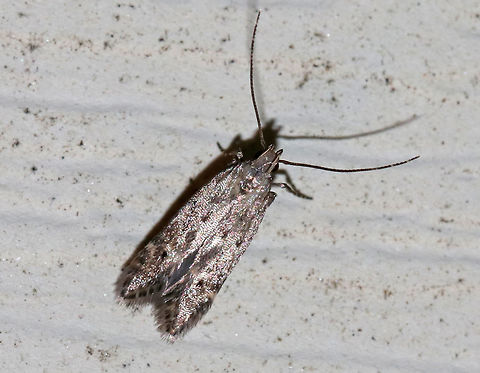 Tiny Moth or Microcaddisfly? I'm 85% sure this is a moth, but it could be a microcaddisfly (Family Hydroptilidae). 

Habitat: Attracted to a moth light at night in a rural area Geotagged,Summer,United States,moth
