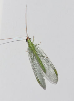 Golden-eyed Lacewing - Chrysopa oculata Habitat: Attracted to a moth light at night
https://www.jungledragon.com/image/73617/golden-eyed_lacewing_-_chrysopa_oculata.html
https://www.jungledragon.com/image/73616/golden-eyed_lacewing_-_chrysopa_oculata.html Chrysopa oculata,Geotagged,Summer,United States,lacewing,oculata