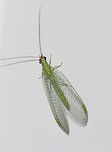 Golden-eyed Lacewing - Chrysopa oculata Habitat: Attracted to a moth light at night<br />
https://www.jungledragon.com/image/73617/golden-eyed_lacewing_-_chrysopa_oculata.html<br />
https://www.jungledragon.com/image/73616/golden-eyed_lacewing_-_chrysopa_oculata.html Chrysopa oculata,Geotagged,Summer,United States,lacewing,oculata