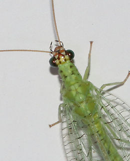Golden-eyed Lacewing - Chrysopa oculata Habitat: Attracted to a moth light at night
https://www.jungledragon.com/image/73615/golden-eyed_lacewing_-_chrysopa_oculata.html
https://www.jungledragon.com/image/73617/golden-eyed_lacewing_-_chrysopa_oculata.html Chrysopa oculata,Geotagged,Summer,United States,oculata