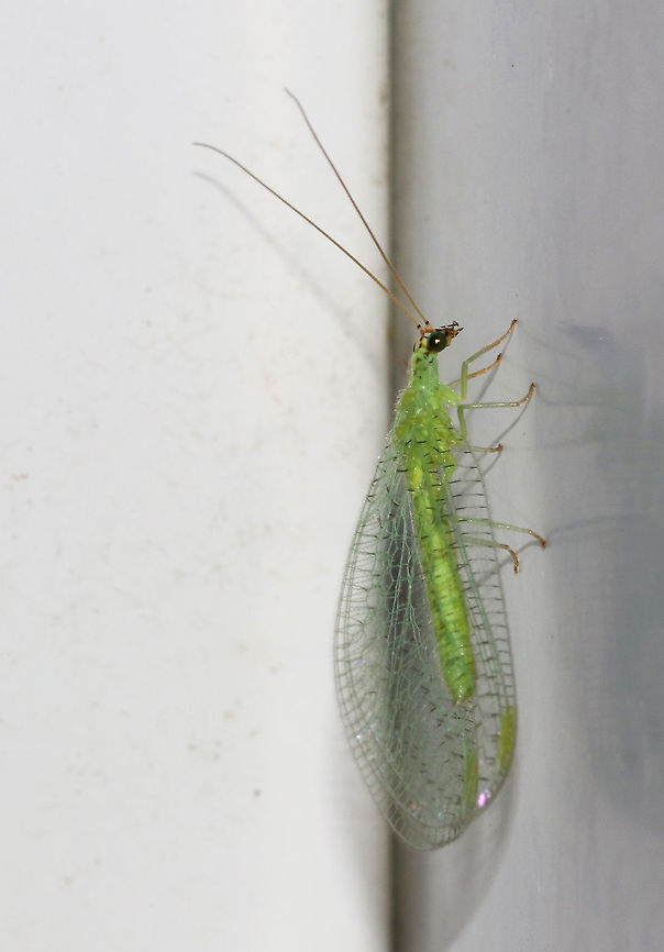 Golden-eyed Lacewing - Chrysopa oculata Habitat: Attracted to a moth light at night<br />
<figure class="photo"><a href="https://www.jungledragon.com/image/73615/golden-eyed_lacewing_-_chrysopa_oculata.html" title="Golden-eyed Lacewing - Chrysopa oculata"><img src="https://s3.amazonaws.com/media.jungledragon.com/images/3232/73615_thumb.jpg?AWSAccessKeyId=05GMT0V3GWVNE7GGM1R2&Expires=1767225610&Signature=Alm7QeHWcnFtKsGTvT6W%2BNwSgGw%3D" width="112" height="152" alt="Golden-eyed Lacewing - Chrysopa oculata Habitat: Attracted to a moth light at night<br />
https://www.jungledragon.com/image/73617/golden-eyed_lacewing_-_chrysopa_oculata.html<br />
https://www.jungledragon.com/image/73616/golden-eyed_lacewing_-_chrysopa_oculata.html Chrysopa oculata,Geotagged,Summer,United States,lacewing,oculata" /></a></figure><br />
<figure class="photo"><a href="https://www.jungledragon.com/image/73616/golden-eyed_lacewing_-_chrysopa_oculata.html" title="Golden-eyed Lacewing - Chrysopa oculata"><img src="https://s3.amazonaws.com/media.jungledragon.com/images/3232/73616_thumb.jpg?AWSAccessKeyId=05GMT0V3GWVNE7GGM1R2&Expires=1767225610&Signature=zfAJKdhb6ptMwd9mYpz2bK04tgc%3D" width="124" height="152" alt="Golden-eyed Lacewing - Chrysopa oculata Habitat: Attracted to a moth light at night<br />
https://www.jungledragon.com/image/73615/golden-eyed_lacewing_-_chrysopa_oculata.html<br />
https://www.jungledragon.com/image/73617/golden-eyed_lacewing_-_chrysopa_oculata.html Chrysopa oculata,Geotagged,Summer,United States,oculata" /></a></figure> Chrysopa oculata,Geotagged,Summer,United States,oculata