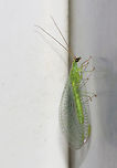 Golden-eyed Lacewing - Chrysopa oculata Habitat: Attracted to a moth light at night<br />
https://www.jungledragon.com/image/73615/golden-eyed_lacewing_-_chrysopa_oculata.html<br />
https://www.jungledragon.com/image/73616/golden-eyed_lacewing_-_chrysopa_oculata.html Chrysopa oculata,Geotagged,Summer,United States,oculata