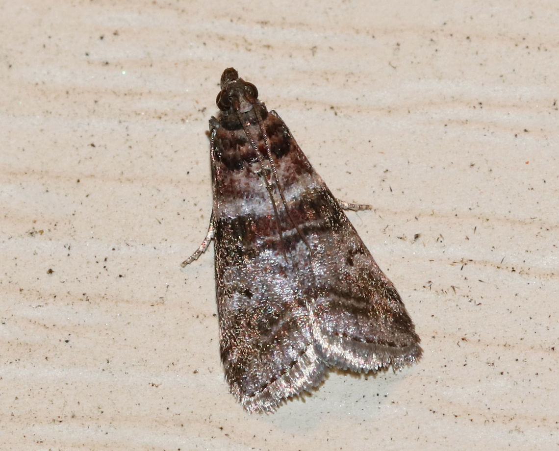 Sweetgum Leafroller Moth - Sciota uvinella <br />
Habitat: Rural area Geotagged,Sciota uvinella,Summer,United States,moth