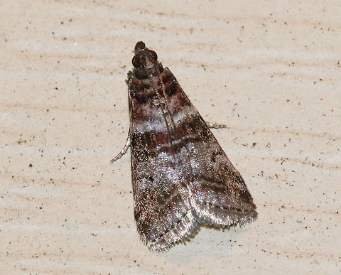 Sweetgum Leafroller Moth - Sciota uvinella 
Habitat: Rural area Geotagged,Sciota uvinella,Summer,United States,moth