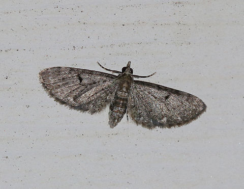 Common Pug - Eupithecia miserulata Wingspan: 15 mm. Gray moth with narrow wings that were fringed. There were some black markings along the costa and the wings had black discal spots. The inner subterminal line had a white spot.

Attracted to a light in a rural area. Eupithecia miserulata,Geotagged,Summer,United States,moth,pug moth