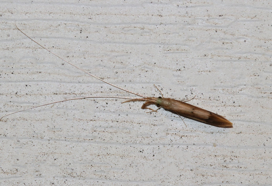 Long-horned Caddisfly - Triaenodes tardus The antennae on this caddisfly were seriously impressive!!<br />
<br />
Habitat: Attracted to a moth light in a rural area Geotagged,Summer,Triaenodes,Triaenodes tardus,United States,caddisfly,long-horned caddisfly,tardus