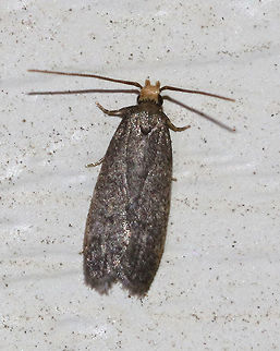 Glyphidocera lithodoxa Habitat: Attracted to a moth light in a rural area Geotagged,Glyphidocera,Glyphidocera lithodoxa,Summer,United States,moth