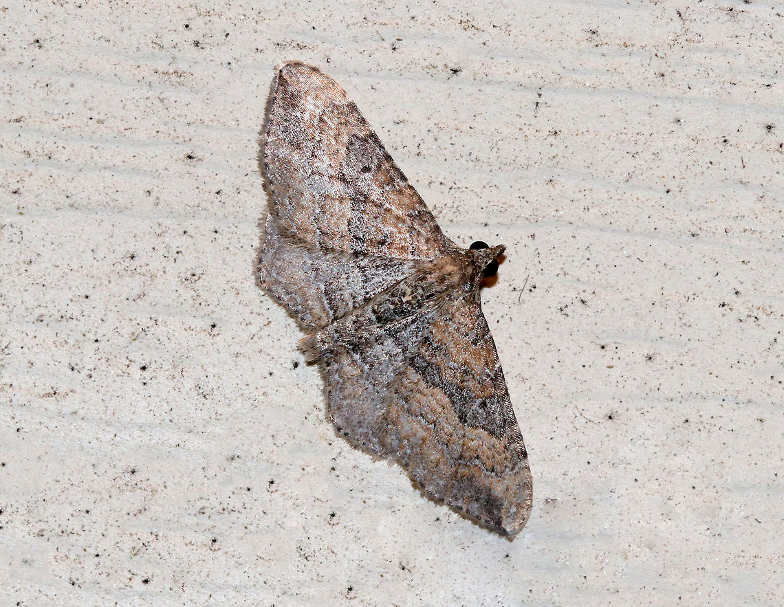 The Gem (Male) - Orthonama obstipata Males are more pale and have a small, black spot on each forewing.<br />
<br />
Habitat: Attracted to a moth light in a rural area Geotagged,Orthonama,Orthonama obstipata,Orthonama obstipata male,Summer,United States,male moth,moth,the gem