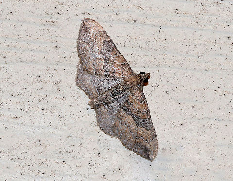 The Gem (Male) - Orthonama obstipata Males are more pale and have a small, black spot on each forewing.
Habitat: Attracted to a moth light in a rural area Geotagged,Orthonama,Orthonama obstipata,Orthonama obstipata male,Summer,United States,male moth,moth,the gem