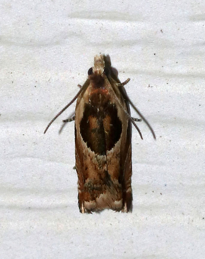 Oak Leaffolder Moth - Ancylis burgessiana Habitat: Attracted to a moth light in a rural area Ancylis,Ancylis burgessiana,Geotagged,Oak Leaffolder,Summer,United States,moth,oak leaffolder moth
