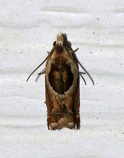 Oak Leaffolder Moth - Ancylis burgessiana Habitat: Attracted to a moth light in a rural area Ancylis,Ancylis burgessiana,Geotagged,Oak Leaffolder,Summer,United States,moth,oak leaffolder moth