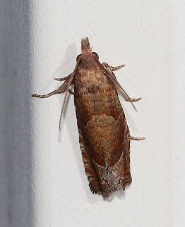 Derelict Pelochrista - Pelochrista derelicta Habitat: Attracted to a moth light in a rural area Derelict Pelochrista,Geotagged,Pelochrista derelicta,Summer,United States,moth