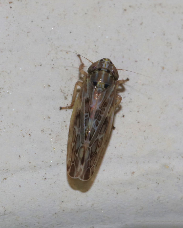 Latalus ocellaris <br />
Habitat: Attracted to a moth light in a rural area. Geotagged,Latalus,Latalus ocellaris,Summer,United States,leafhopper