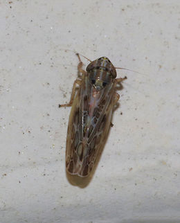 Latalus ocellaris 
Habitat: Attracted to a moth light in a rural area. Geotagged,Latalus,Latalus ocellaris,Summer,United States,leafhopper