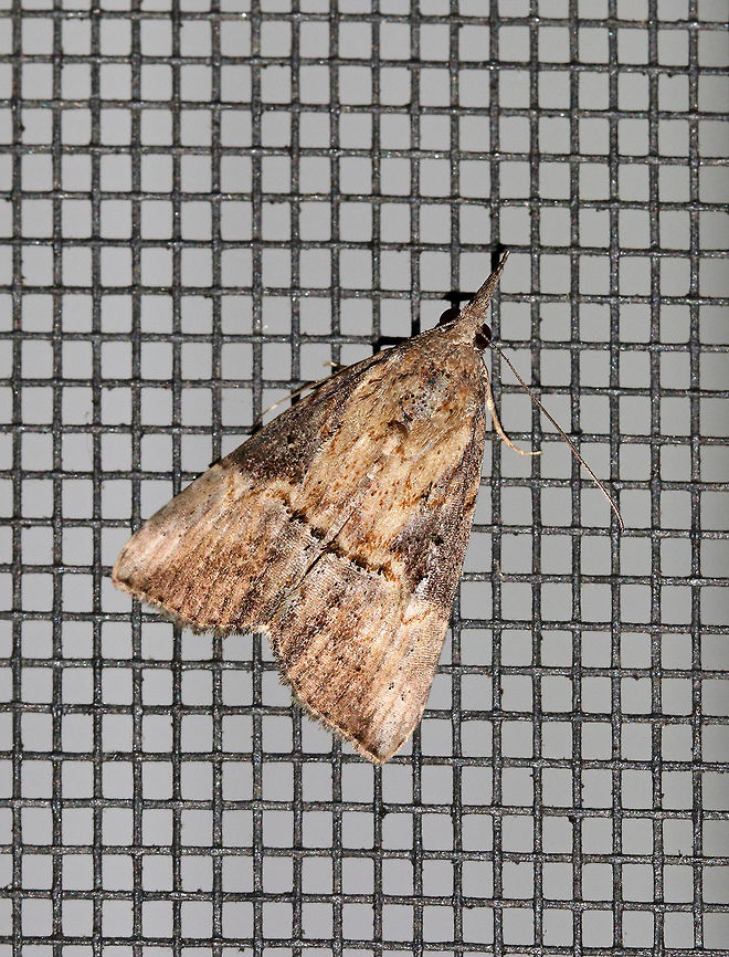 Green Cloverworm - Hypena scabra Habitat: Attracted to a moth light in a rural area Geotagged,Green Cloverworm,Hypena scabra,Summer,United States,hypena,moth