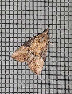 Green Cloverworm - Hypena scabra Habitat: Attracted to a moth light in a rural area Geotagged,Green Cloverworm,Hypena scabra,Summer,United States,hypena,moth