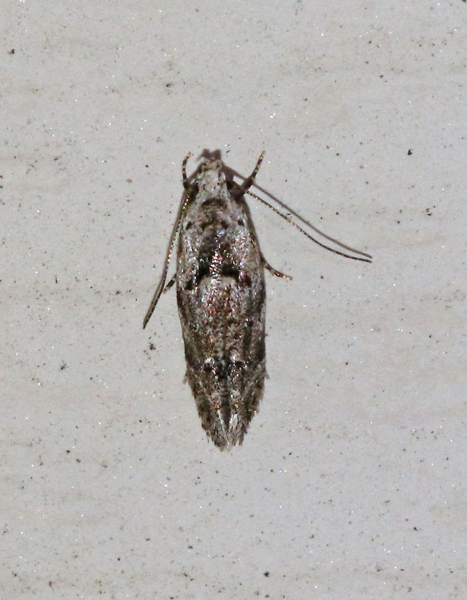 Blastobasis glandulella?? I&#039;m not sure what species this is yet. Maybe Blastobasis glandulella?<br />
<br />
Habitat: Attracted to a moth light in a rural area. Geotagged,Summer,United States,moth