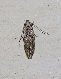 Blastobasis glandulella?? I'm not sure what species this is yet. Maybe Blastobasis glandulella?

Habitat: Attracted to a moth light in a rural area. Geotagged,Summer,United States,moth