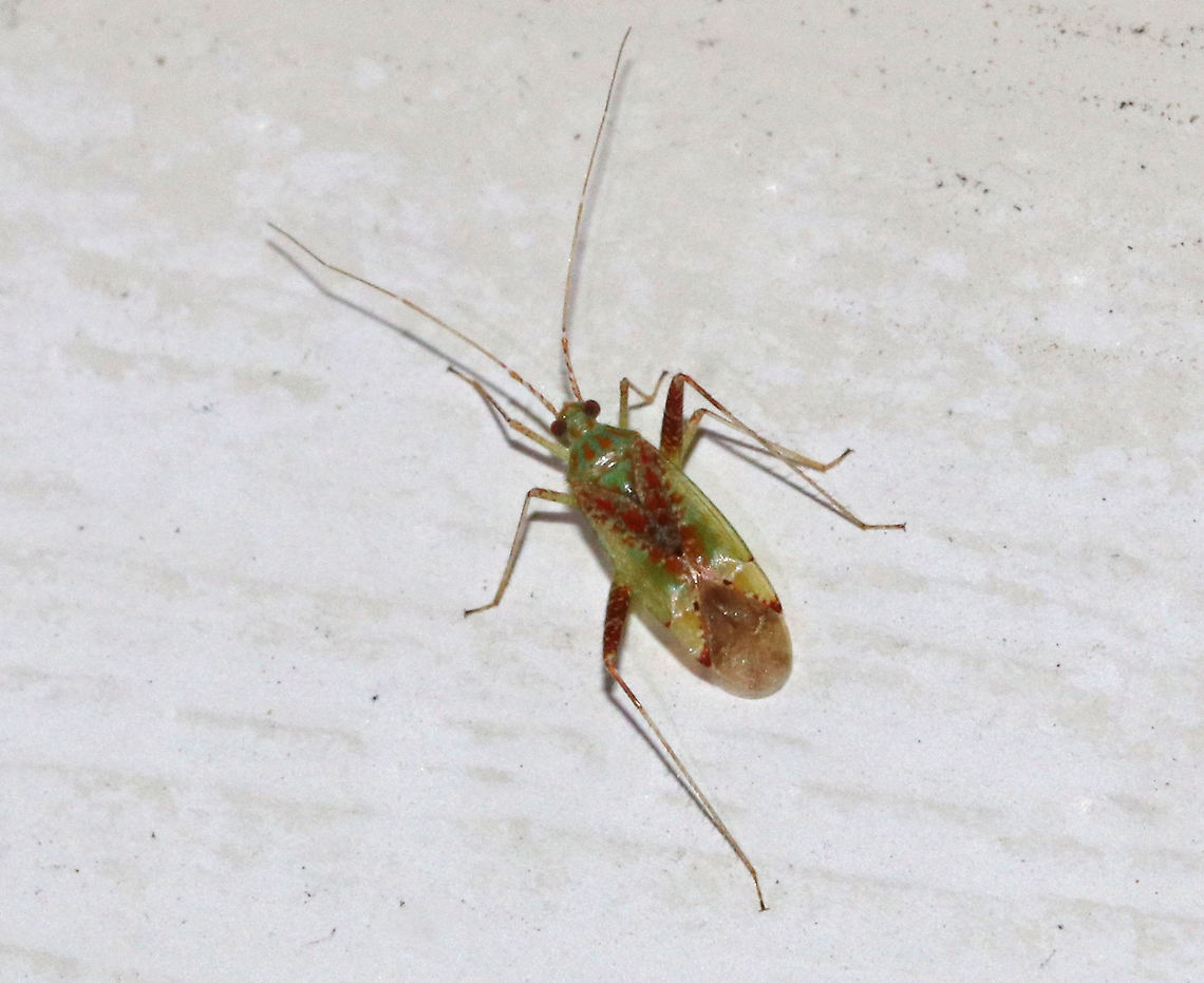 Phytocoris tibialis <br />
Habitat: Attracted to a moth light in a rural area. Geotagged,Phytocoris,Phytocoris tibialis,Summer,United States,miridae,plant bug,tibialis