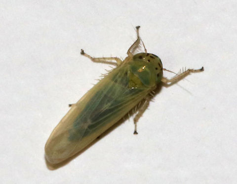 Macrosteles fascifrons Plain, dull green leafhopper with brown spots on its head.

Habitat: Attracted to a moth light in a rural area Geotagged,Macrosteles fascifrons,Summer,United States,leafhopper