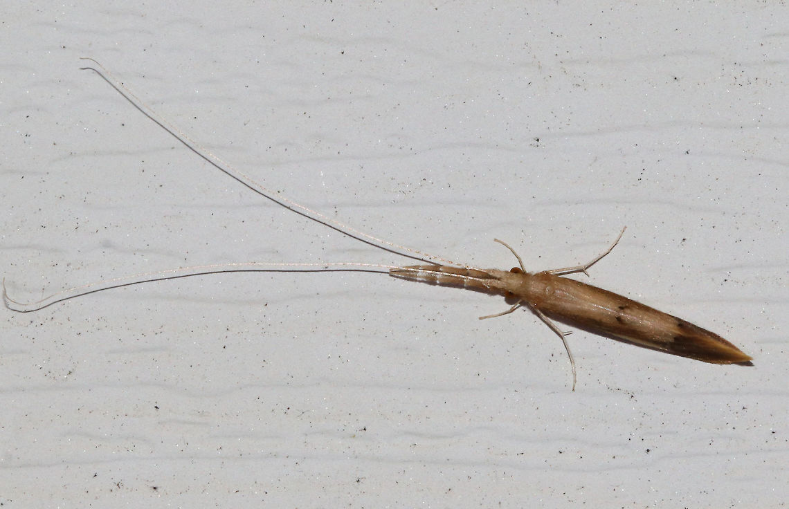 Long-horned Caddisfly - Triaenodes tardus Habitat: Attracted to a moth light in a rural area Geotagged,Summer,Triaenodes tardus,United States,caddisfly,tardus