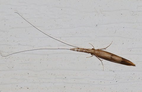 Long-horned Caddisfly - Triaenodes tardus Habitat: Attracted to a moth light in a rural area Geotagged,Summer,Triaenodes tardus,United States,caddisfly,tardus