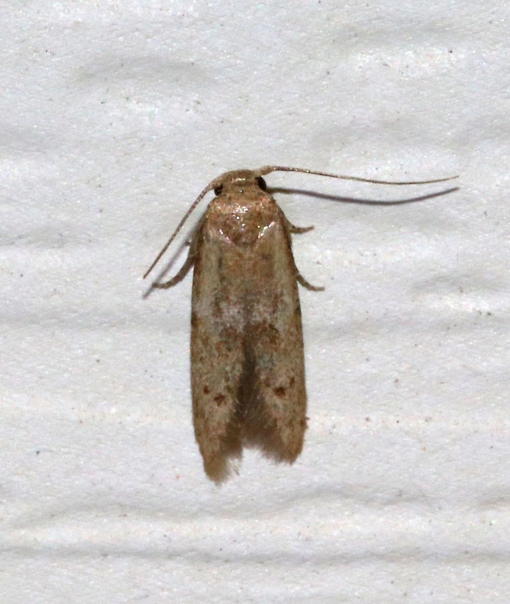 Pigritia murtfeldtella 10 mm long, or less.  <br />
<br />
Habitat: Attracted to a moth light in a rural area<br />
 Geotagged,Pigritia,Pigritia murtfeldtella,Summer,United States,moth