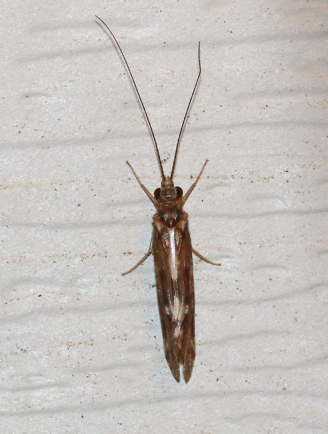 Unknown Caddisfly Not yet identified<br />
<br />
Habitat: Attracted to a moth light in a rural area Geotagged,Summer,United States,caddisfly