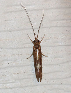 Unknown Caddisfly Not yet identified

Habitat: Attracted to a moth light in a rural area Geotagged,Summer,United States,caddisfly