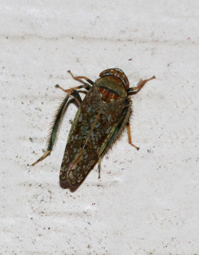 Mosaic leafhopper - Orientus ishidae Not the best shot, but I liked that it shows off this leafhopper&#039;s hairy legs!<br />
<br />
This leafhopper has a variable, mosaic-like pattern and an orange band between its eyes. It was about 5-6 mm long.<br />
<br />
Attracted to a moth light in a rural area. Geotagged,Mosaic leafhopper,Orientus ishidae,Summer,United States,leafhopper