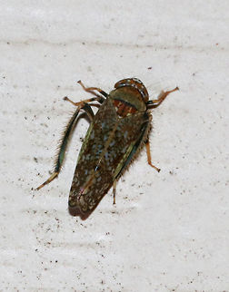 Mosaic leafhopper - Orientus ishidae Not the best shot, but I liked that it shows off this leafhopper's hairy legs!

This leafhopper has a variable, mosaic-like pattern and an orange band between its eyes. It was about 5-6 mm long.

Attracted to a moth light in a rural area. Geotagged,Mosaic leafhopper,Orientus ishidae,Summer,United States,leafhopper