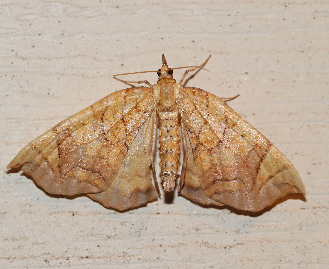 Lesser Grapevine Looper Moth - Eulithis diversilineata  It was about 30 mm long. It had pale orange forewings that were crossed by fine brown lines. The inner median are was tinted lilac/brownish. The midpoint of the postmedian line forms a long, outward pointing spike.<br />
<br />
Attracted to a light in a rural area. Eulithis diversilineata,Geotagged,Lesser grapevine looper,Summer,United States,moth