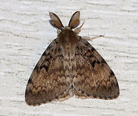 Gypsy Moth (Male) - Lymantria dispar These moths are incredibly annoying. They constantly land on me, in my mouth, down my shirt, and bounce off my face.<br />
<br />
About 25 mm long. Forewing of males have dusky scalloped lines and black crescent-shaped reniform spots. Antennae are broadly bipectinate.<br />
<br />
Habitat: Attracted to a moth light in a rural area.<br />
https://www.jungledragon.com/image/73684/gypsy_moth_male_antennae_-_lymantria_dispar.html Geotagged,Gypsy moth,Lymantria dispar,Summer,United States,dispar,moth